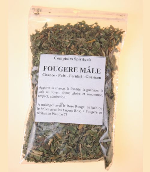 Feuillage fougère mâle